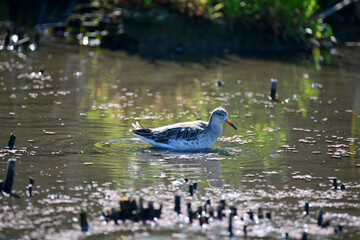 ducks on the lake