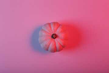 Mini white pumpkin in red blue neon light