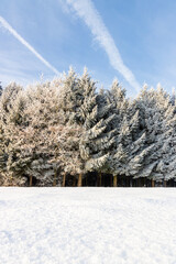 Winter forest - Winter wonderland