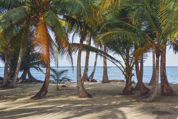 Palm trees and pristine beaches on the San Blas Islands in Panama