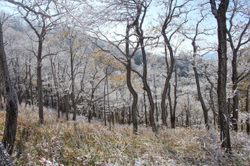 deciduous trees in the snow in the mountains