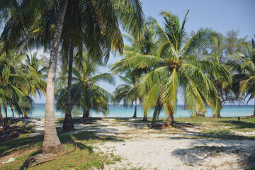 Fototapeta na wymiar Palm trees and pristine beaches on the San Blas Islands in Panama