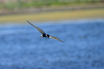 birds in flight flying around looking for something to eat in maryvale in south africa
