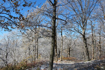 deciduous trees in the snow in the mountains