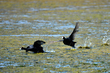 Red-knobbed Coot fighting and intimidating aggressively for its territory, taken in Maryvale in South Africa  