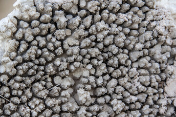 Beautiful stones texture from natural material. The dried and petrified coral on the rock against...