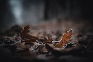 Frost-covered dry autumn leaf on a dark blurred background