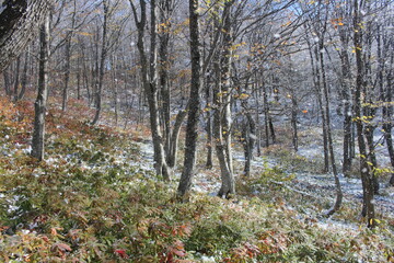 Fototapeta premium deciduous trees in the snow in the mountains