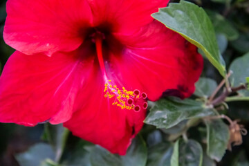 Beautiful red hibiscus against leaves background in Egypt