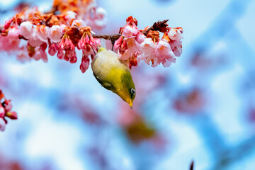 Japanese White-eye and Cherry Blossom(Japanese name is Kanzakura) at Tokyo Prefecture, Japan