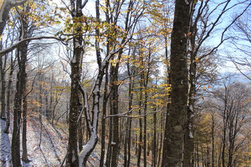 deciduous trees in the snow in the mountains