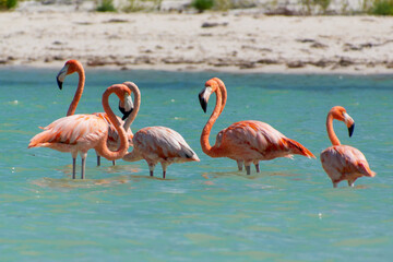 group of flamingos on isla holbox