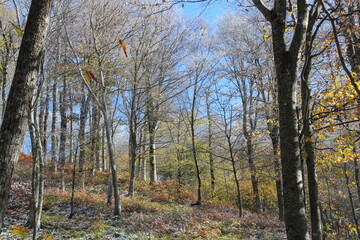 deciduous trees in the snow in the mountains