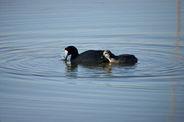 Red-knobbed Coot Feeding its young, Showing it the ropes. Taken in Maryvale in South Africa.