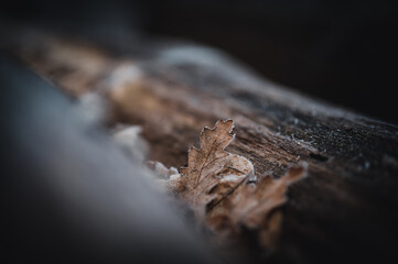 Frost-covered dry autumn leaf on a dark blurred background