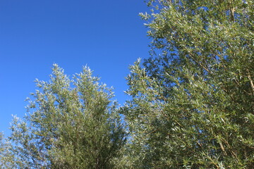 Sommerhimmel 16