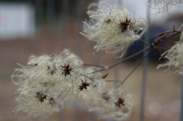 wollige Samen am Strauch