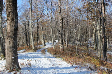 deciduous trees in the snow in the mountains