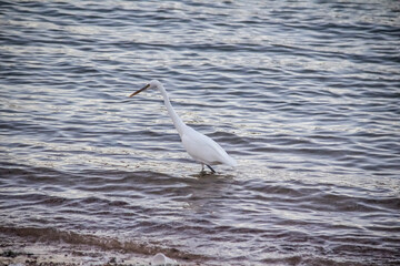 Egyptian heron walk in the dirty sea in the Hurghada in the Egypt. The white bird in the sea on the beach
