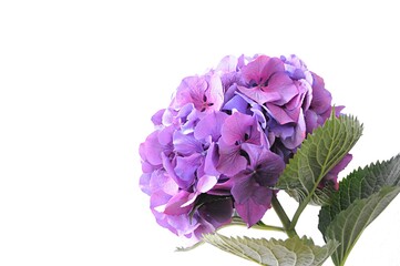 purple hydrangea