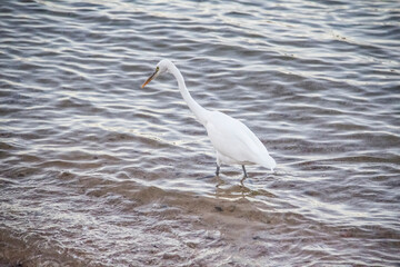 Egyptian heron walk in the dirty sea in the Hurghada in the Egypt. The white bird in the sea on the beach