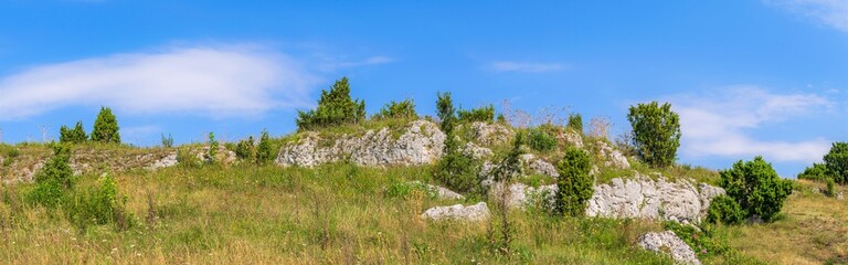 Fototapeta na wymiar junipers on limestone rocks on a beautiful sunny day