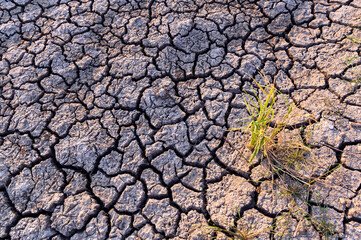 Green rice from dry, cracked earth. The lack of rain, a global natural disaster. Global warming concept.