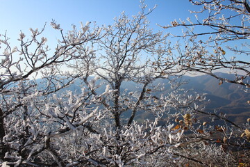 Obraz premium hoarfrost trees on the top of the mountain
