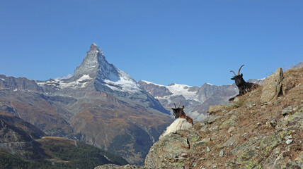 Matterhorn mit Walliser Schwarzhalsziegen, Zermatt, Schweiz