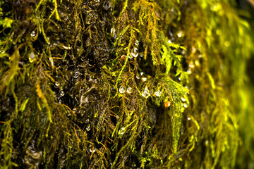 Moss on the rocks, nature background, green moss