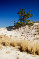 Moving dunes at sunny day, Slowinski National Park, Leba. Sand and blue sky