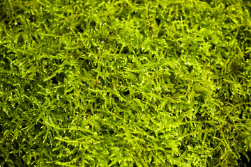 Moss on the rocks, nature background, green moss