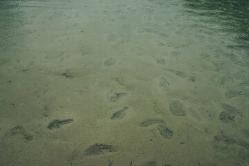 Atmospheric nature background with many footprints on green sandy bottom in clear water of lake with rain circles. Transparent mountain lake. Minimal green backdrop of clear water with rain circles.