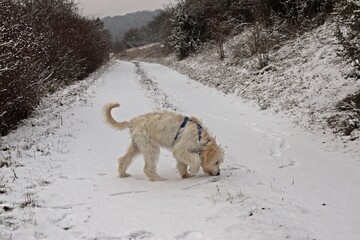 Fünf Monate alter Goldendoodle im Schnee