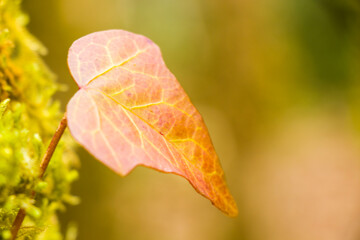 Obraz premium Ivy clipping path, climber plant on the tree