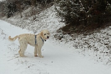 Fünf Monate alter Goldendoodle im Schnee