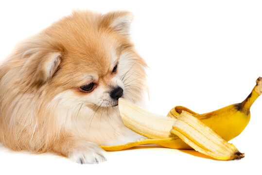 Pomeranian eats a banana. Dog eating fruit on white background. Pomeranian elite isolate. Food