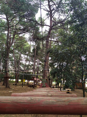 Obraz premium Wooden bridge in the forest. Treehouse. Adventure park. Verudela. Pula. Istria. Croatia.