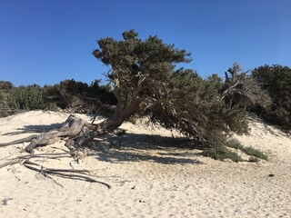 Arbre couch&eacute; sur une plage de sable