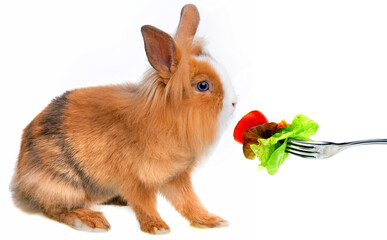 little brown rabbit eat vegetable