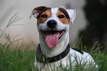 jack russell terrier tired in the grass 