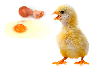 one chicken isolated on white background