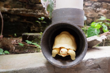 Little Albino Tortoise Stuck in The Pipe