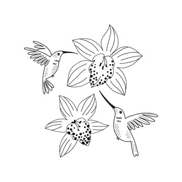 Humming bird fly around orchid flower isolated illustration. Jungle bird black and white childish graphic drawing Perfect for one colour silk screen printing t-shirt design