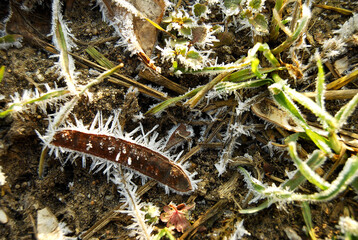 Eiskristalle am Morgen