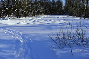 a piece of land near the forest covered with snow