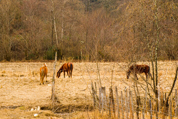 Horses in the field, wildlife animal