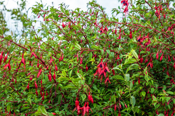 Wildflower Fuchsia growing in County Donegal - Ireland