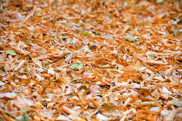 Yellow Fallen Leaves on The ground in the Park. Carpet of Leaves, Autumn Background. The Concept Of Autumn, Park, October