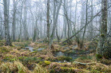 Way to moving dunes, Slowinski National Park, Leba